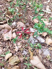 Alstroemeria psittacina
