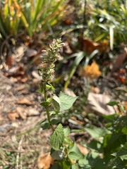 Agastache foeniculum