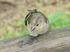 Fringilla coelebs moreletti
