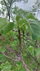 Ficus abutilifolia