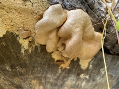 Trichoderma peltatum