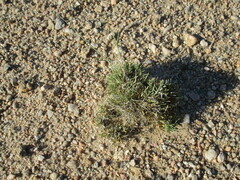 Stipagrostis ciliata