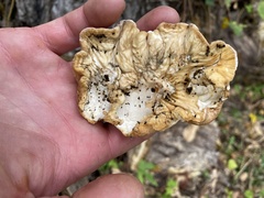 Trichoderma peltatum