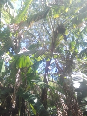Musa × paradisiaca