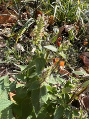 Agastache foeniculum