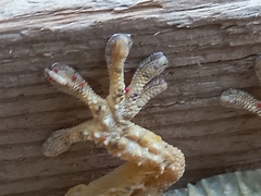 Tarentola mauritanica