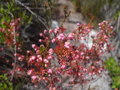 Erica spumosa
