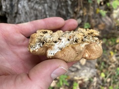 Trichoderma peltatum