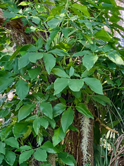 Syngonium angustatum