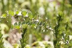 Gymnosporia buxifolia
