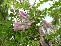 Mimosa spirocarpa