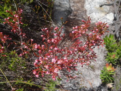Erica spumosa