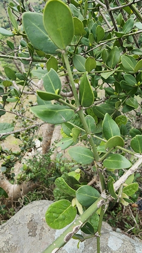 Image of Psydrax obovatus by (c) Suvarna Parbhoo Mohan, some rights reserved (CC BY-SA)