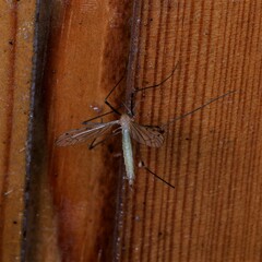 Limonia phragmitidis