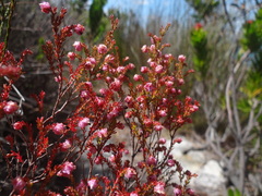 Erica spumosa