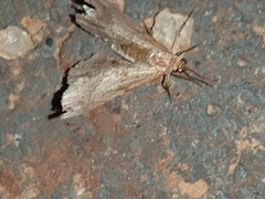 Tegostoma