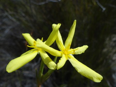 Bobartia