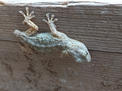 Tarentola mauritanica