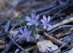 Eriastrum eremicum eremicum