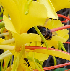 Amegilla quadrifasciata maderae