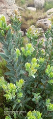 Protea subvestita