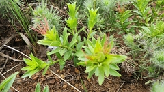 Acalypha