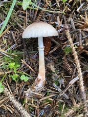 Lepiota flammeotincta
