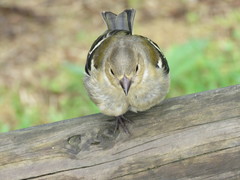 Fringilla coelebs moreletti