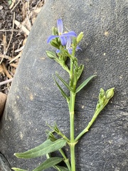 Carlowrightia parviflora