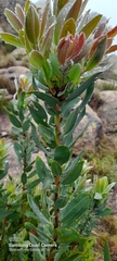 Protea subvestita