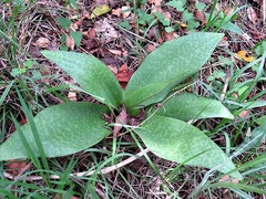 Ledebouria zebrina
