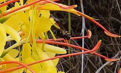 Amegilla quadrifasciata maderae