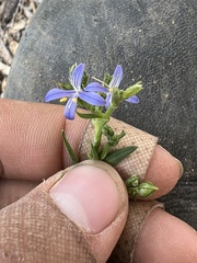 Carlowrightia parviflora