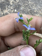 Carlowrightia parviflora