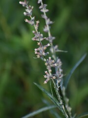 Pterocaulon virgatum
