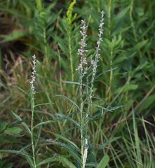 Pterocaulon virgatum