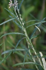 Pterocaulon virgatum