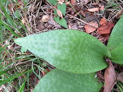 Ledebouria zebrina