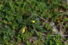 Ajuga chamaepitys