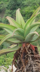 Aloe candelabrum