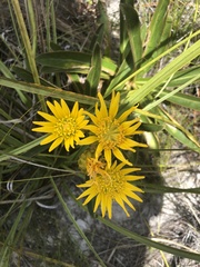 Berkheya herbacea