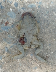 Rhinella arenarum