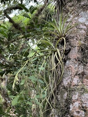 Tillandsioideae