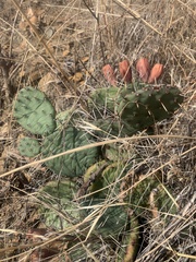 Opuntia macrorhiza
