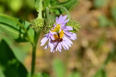 Physocephala burgessi
