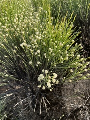 Lepidospartum squamatum