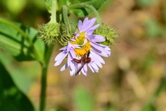 Physocephala burgessi