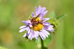 Physocephala burgessi