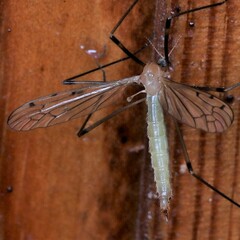 Limonia phragmitidis