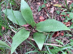 Ledebouria zebrina